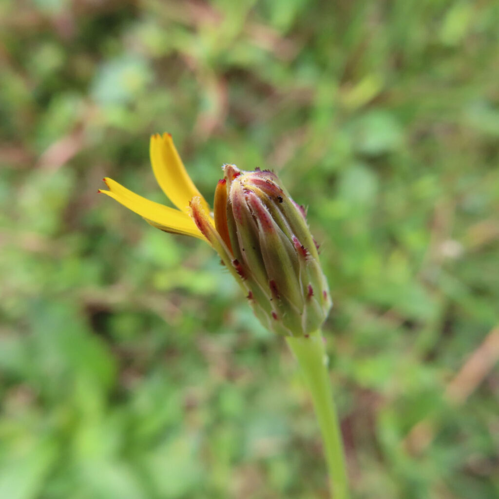 ブタナの無料（フリー）写真