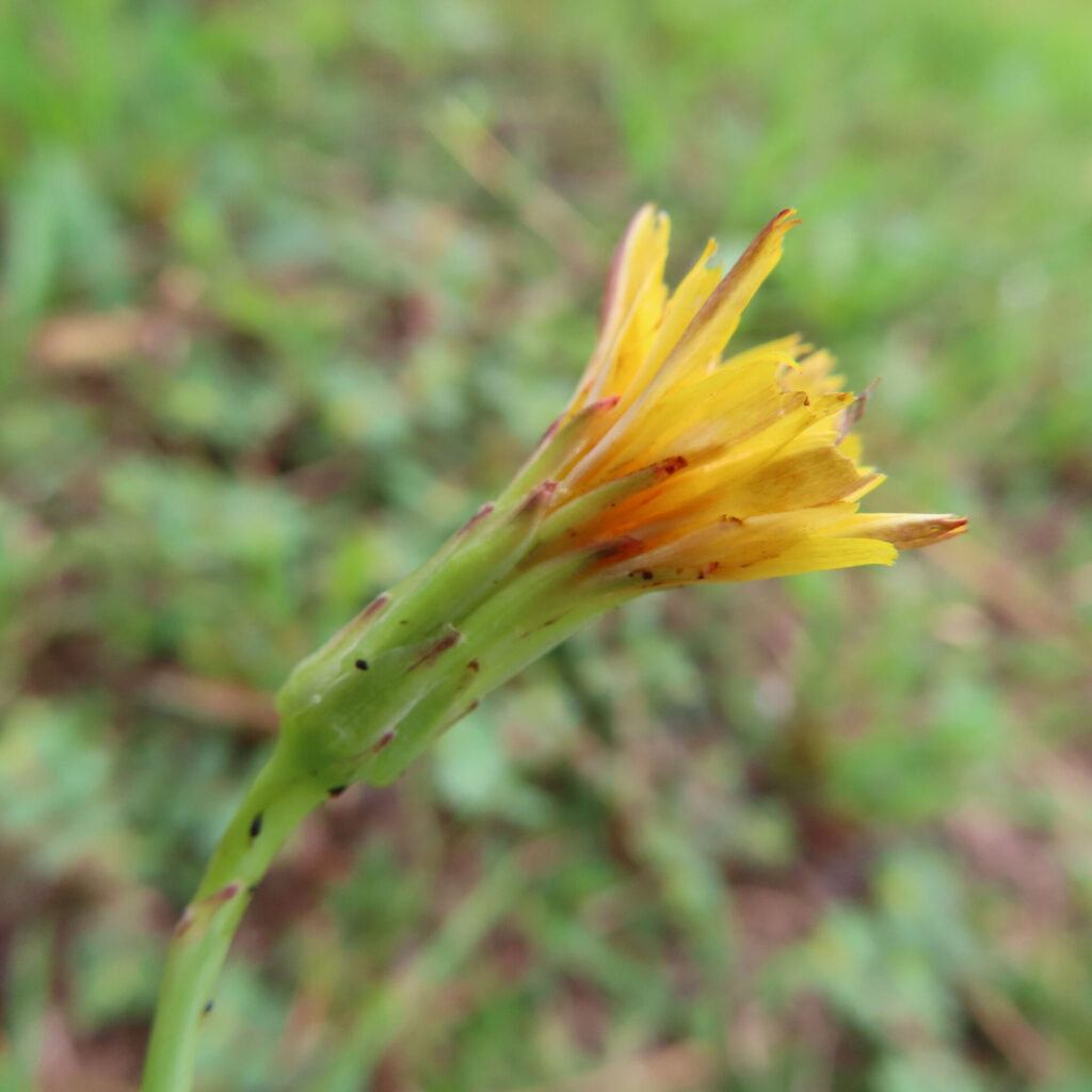 ブタナの無料（フリー）写真