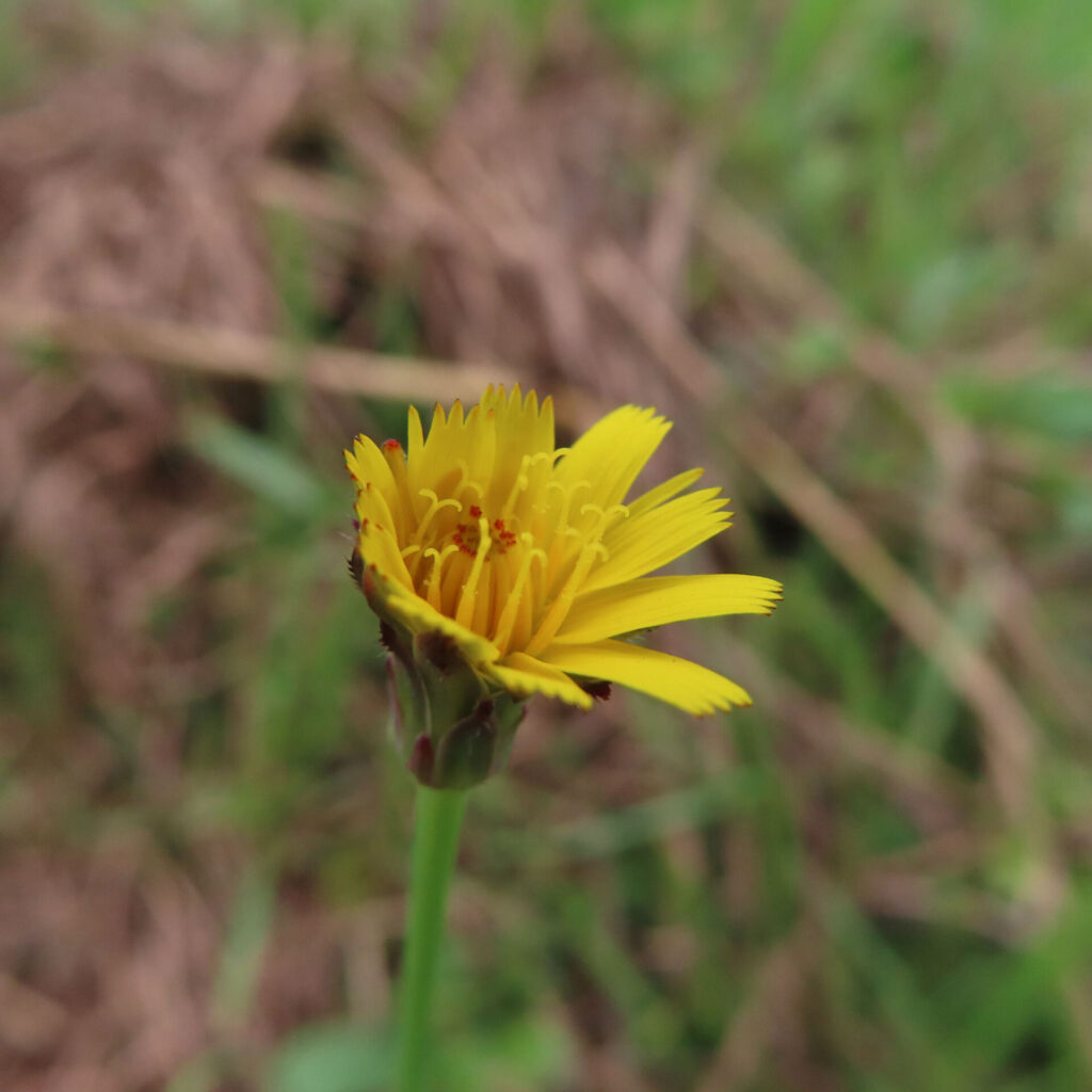 ブタナの無料（フリー）写真