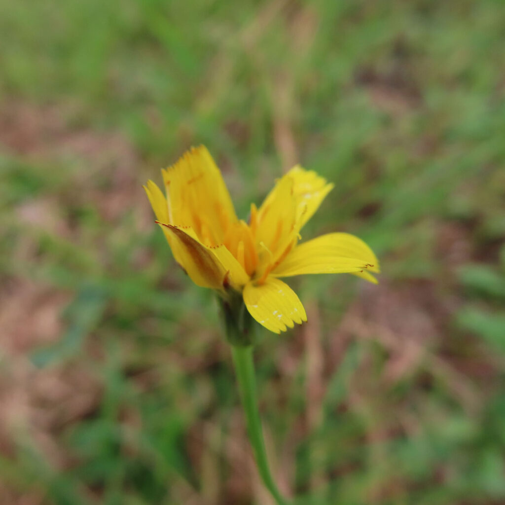 ブタナの無料（フリー）写真