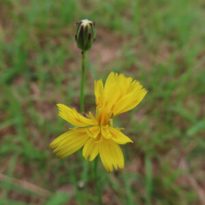 ブタナ（タンポポモドキ）の開花した黄色い花を中心に、背後に未開花の蕾が立ち上がる様子をクローズアップで撮影した写真。細い花茎の先に広がる舌状花と、草地が柔らかくぼけた背景が対比的に写っている。