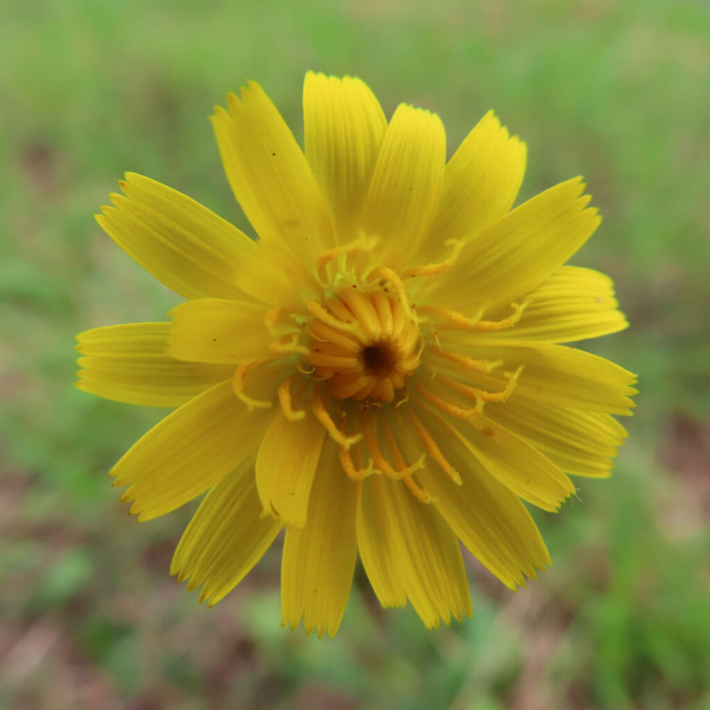 ブタナの無料（フリー）写真