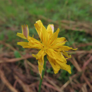 ブタナ（タンポポモドキ）の花を斜め上から撮影した写真。細く裂けた黄色い舌状花が不規則に広がり、まだ開ききらない蕾も混じる自然な姿を、草地の背景をぼかして写している。