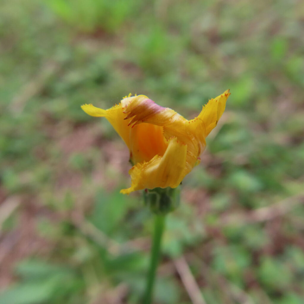 ブタナの無料（フリー）写真