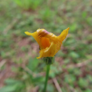 ブタナの黄色い花が半開きの状態で写るマクロ写真｜細長い花弁が外側に反り返り、中心部のオレンジ色の花筒が見える春の野草ブタナの自然な姿