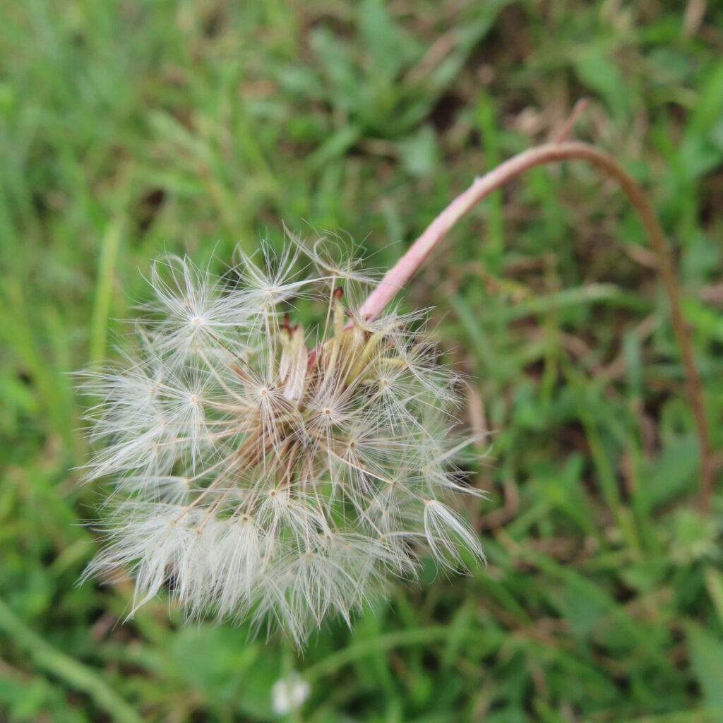 ブタナの無料（フリー）写真