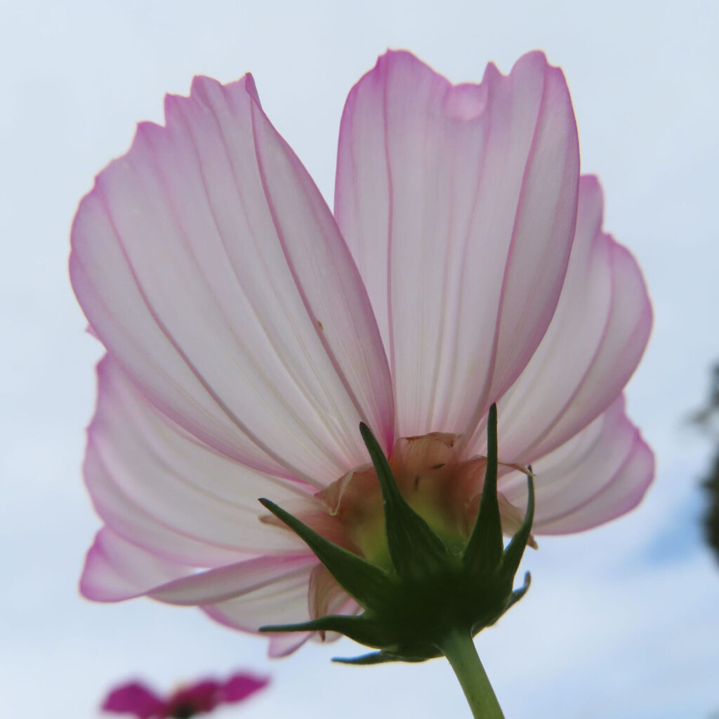 コスモスの無料（フリー）写真