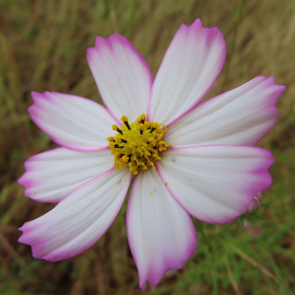 コスモスの無料（フリー）写真