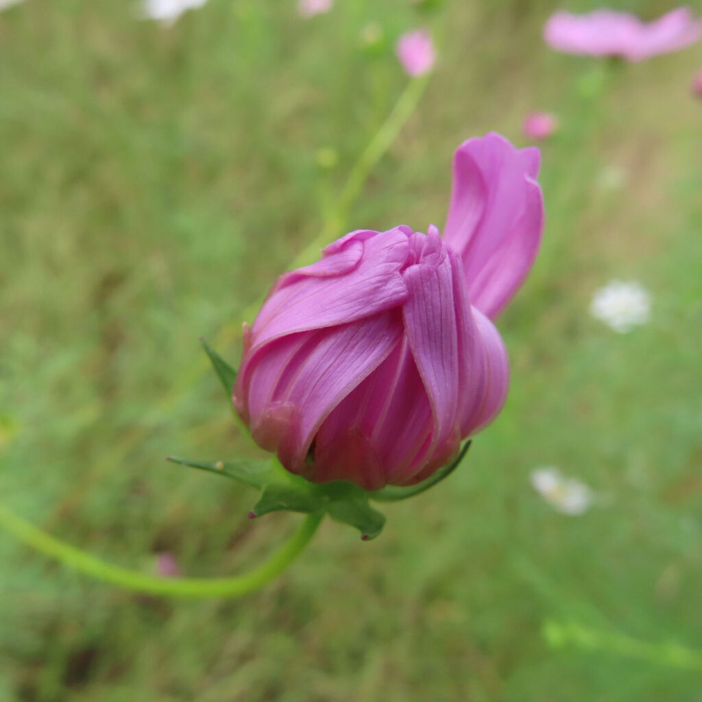 コスモスの無料（フリー）写真