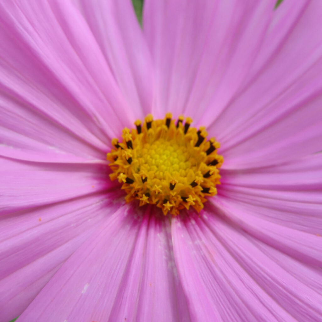 コスモスの無料（フリー）写真