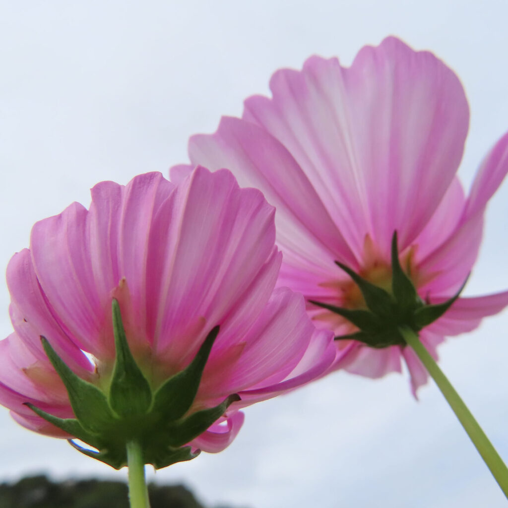 コスモスの無料（フリー）写真
