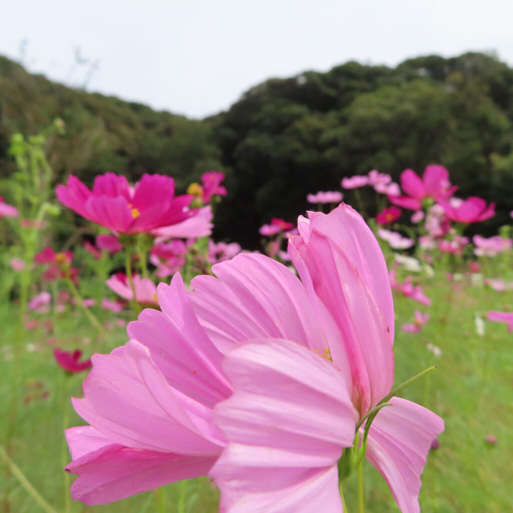 コスモスの無料（フリー）写真