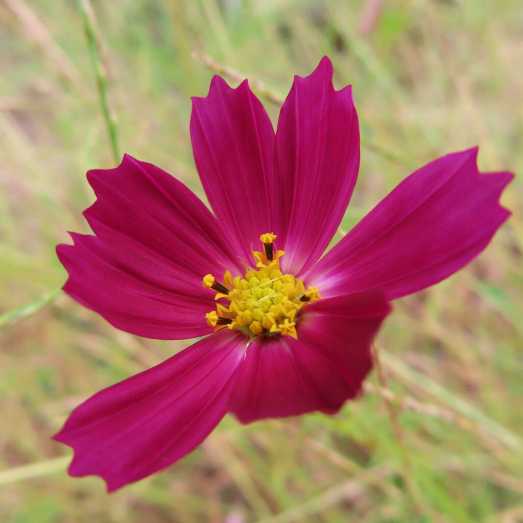 コスモスの無料（フリー）写真