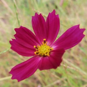濃い赤紫色の花びらを持つコスモスを正面から捉えたクローズアップ写真。中央の黄色い花芯とのコントラストが鮮やかで、背景に草地がぼけて広がる秋のコスモス。