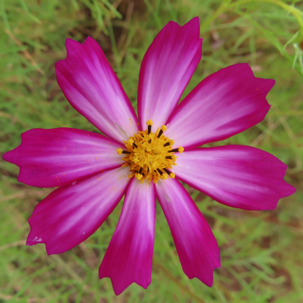 コスモスの無料（フリー）写真