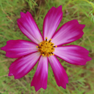濃いピンクから白へとグラデーションする花びらを持つコスモスを真上から捉えたクローズアップ写真。中央の黄色い花芯が際立ち、背景に緑の草地がぼける秋のコスモス。