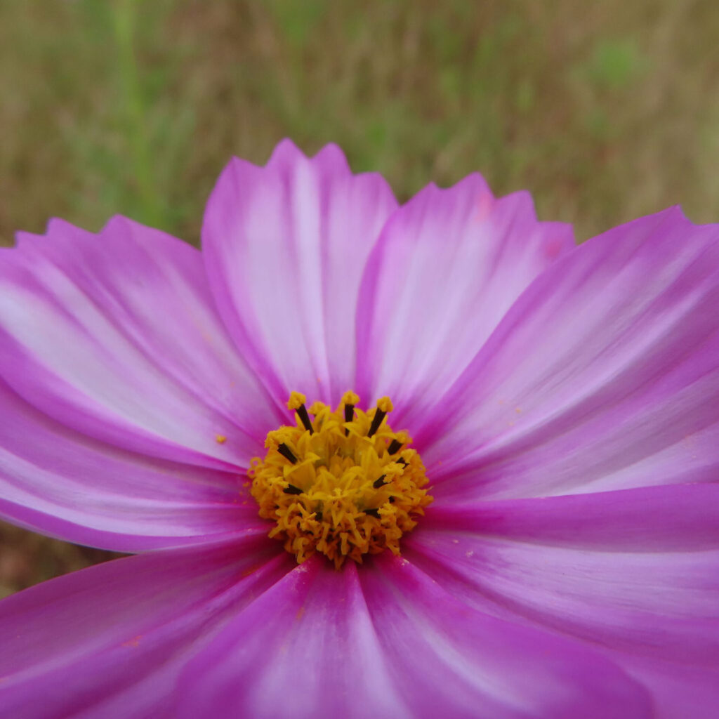 コスモスの無料（フリー）写真