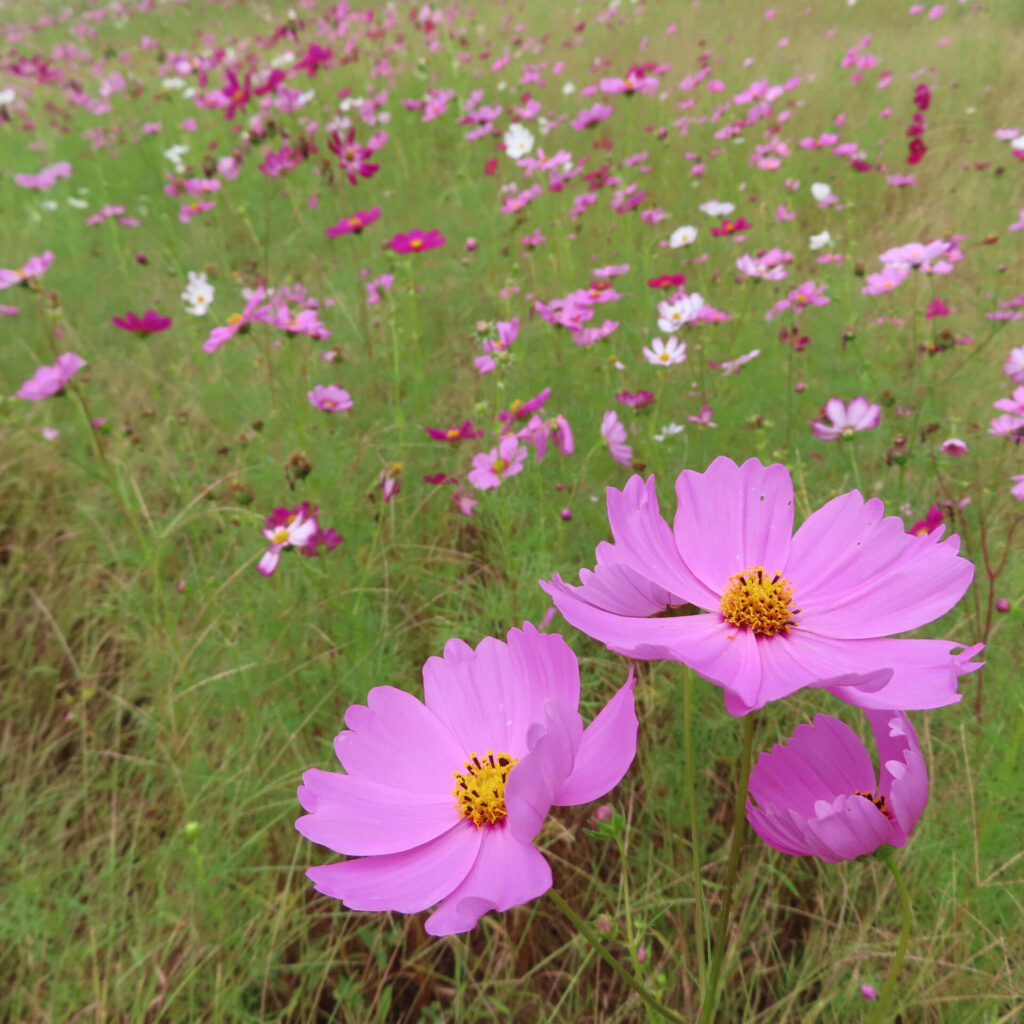 コスモスの無料（フリー）写真
