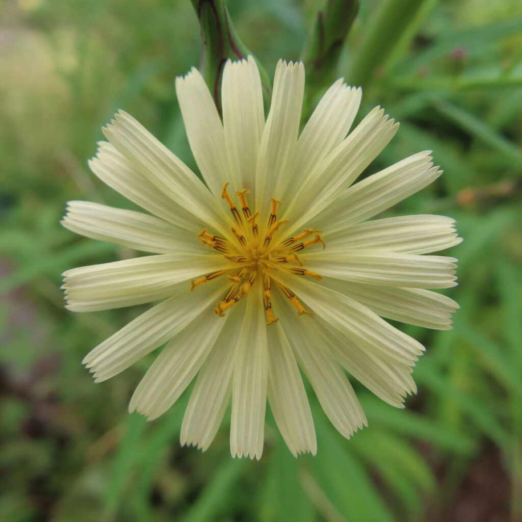 アキノノゲシの無料（フリー）写真