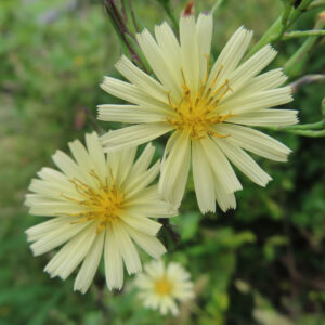 アキノノゲシの淡い黄色の花が2輪咲く様子を接写した写真。細長い舌状花が放射状に広がり、中心の黄色い雄しべがはっきり見える秋の野草。