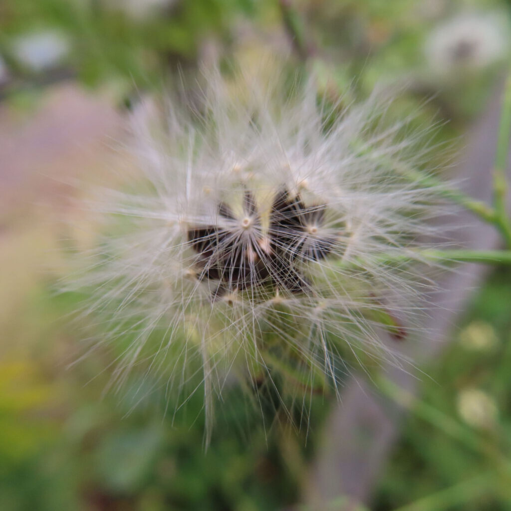 アキノノゲシの無料（フリー）写真