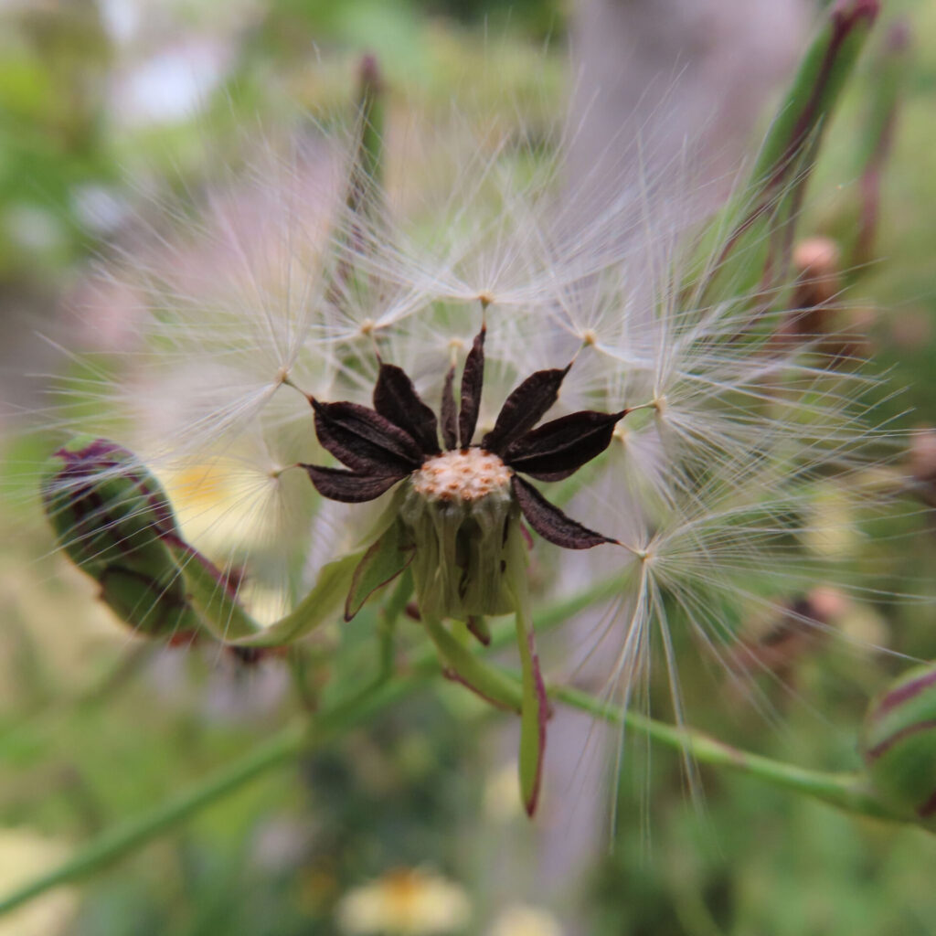 アキノノゲシの無料（フリー）写真