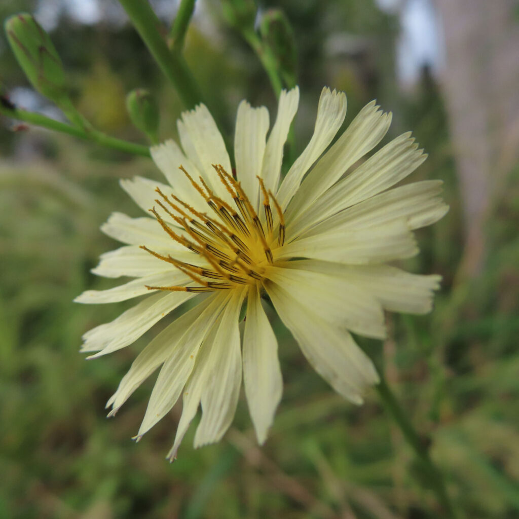 アキノノゲシの無料（フリー）写真