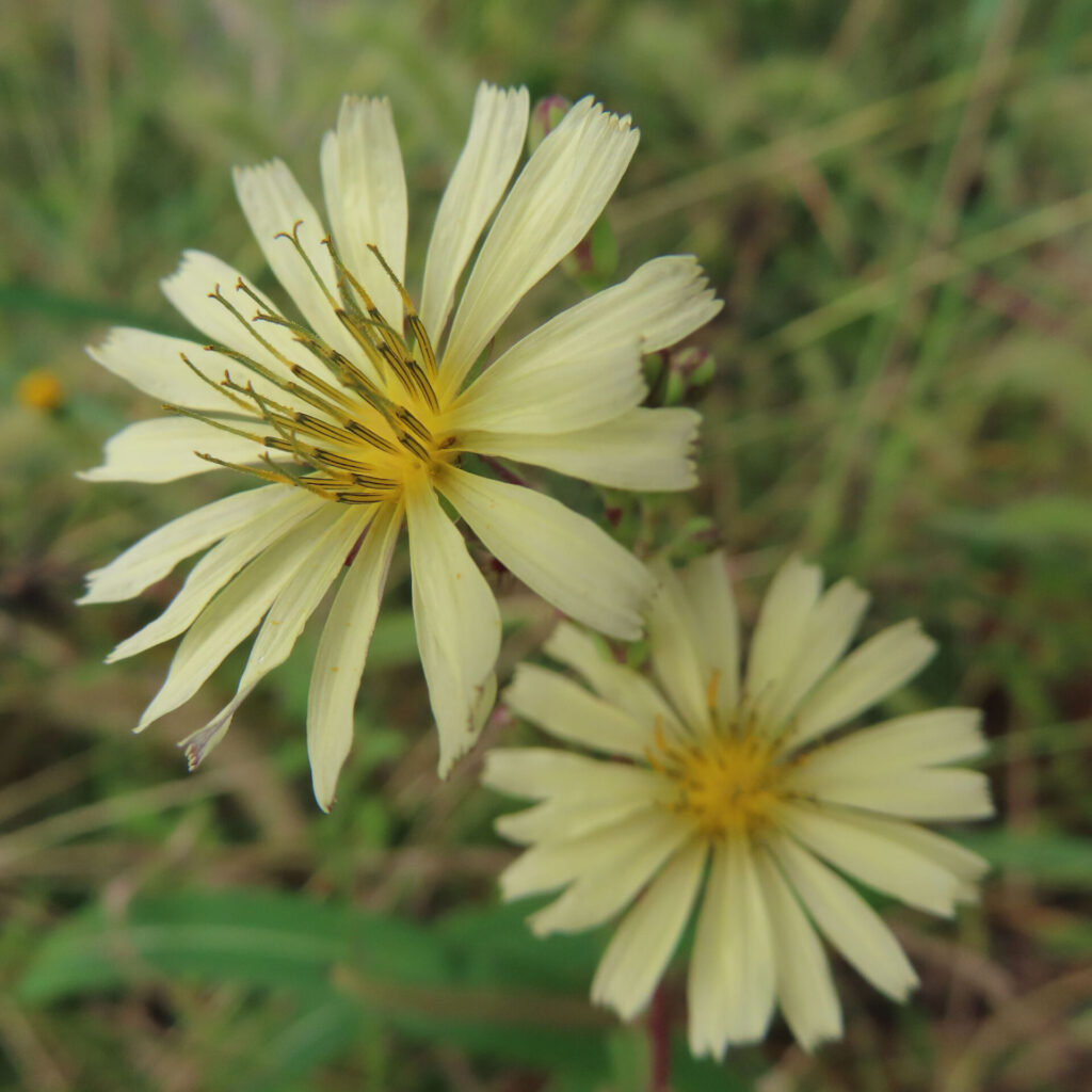 アキノノゲシの無料（フリー）写真