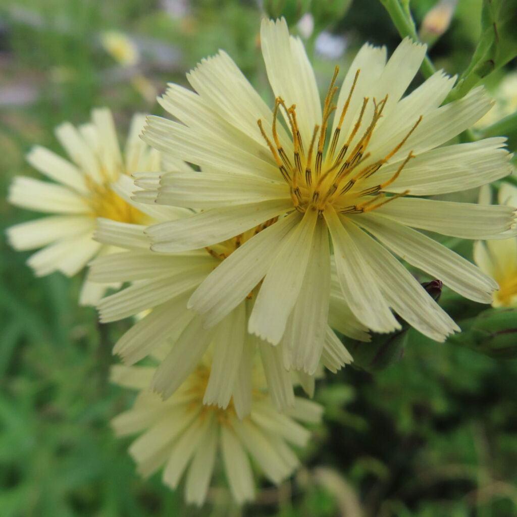 アキノノゲシの無料（フリー）写真