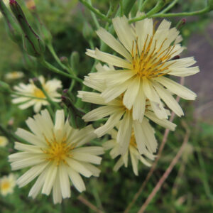 アキノノゲシの淡い黄色の花が数輪まとまって咲く様子をクローズアップした写真。細く裂けた花弁と黄色い雄しべ、周囲のつぼみや茎まで分かる構図。