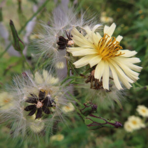 アキノノゲシの淡黄色の花と白い綿毛状の果実が同時に見られる様子を写したクローズアップ写真。開花中の花芯と、放射状に広がる冠毛、緑色のつぼみまで分かる構図。