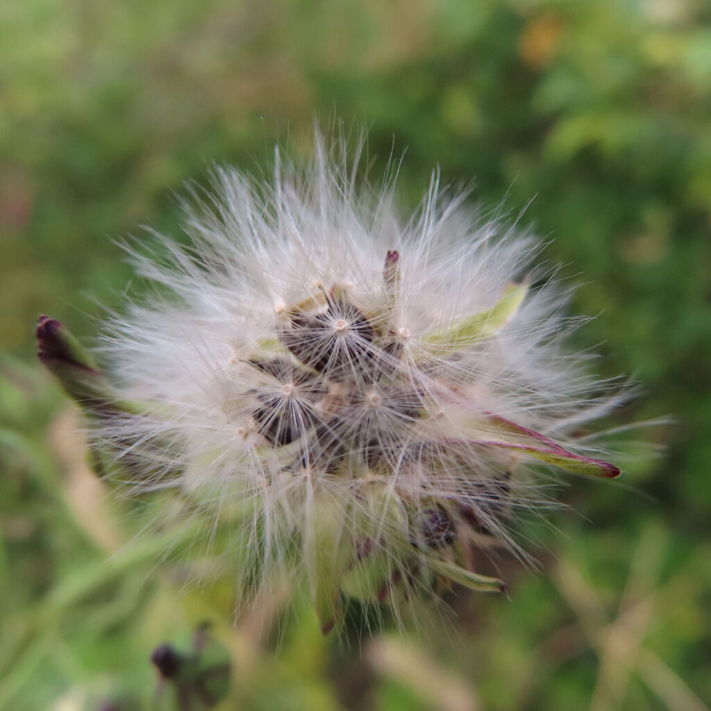 アキノノゲシの無料（フリー）写真