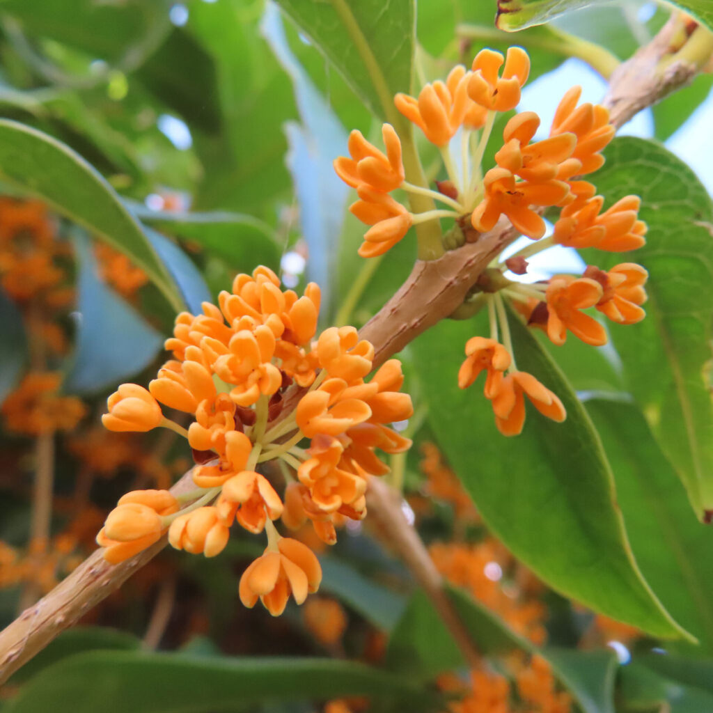日本の秋にキンモクセイが橙色のつぼみ状の小花を枝先に密集させて咲いている接写写真
