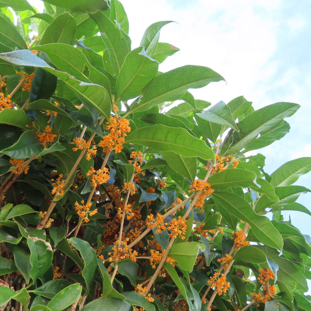 日本の秋にキンモクセイが青空の下で橙色の花を枝先にたくさん咲かせている写真