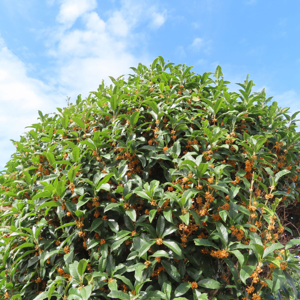 日本の秋にキンモクセイが青空の下で丸く茂り橙色の花を咲かせている全体写真