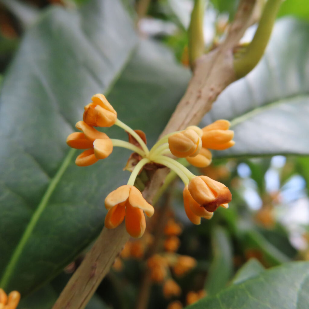 日本の秋にキンモクセイの橙色の小さなつぼみが枝先に付いた接写写真