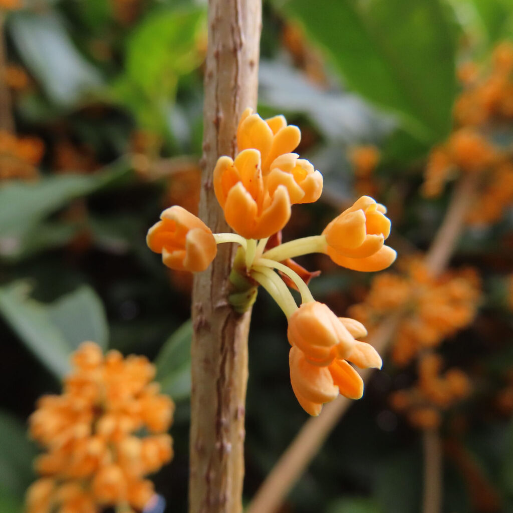 日本の秋にキンモクセイの橙色の小さなつぼみが枝元に付いている接写写真