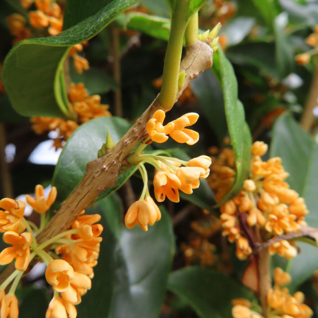 日本の秋にキンモクセイの橙色の小さなつぼみが枝先に並んで咲いている接写写真