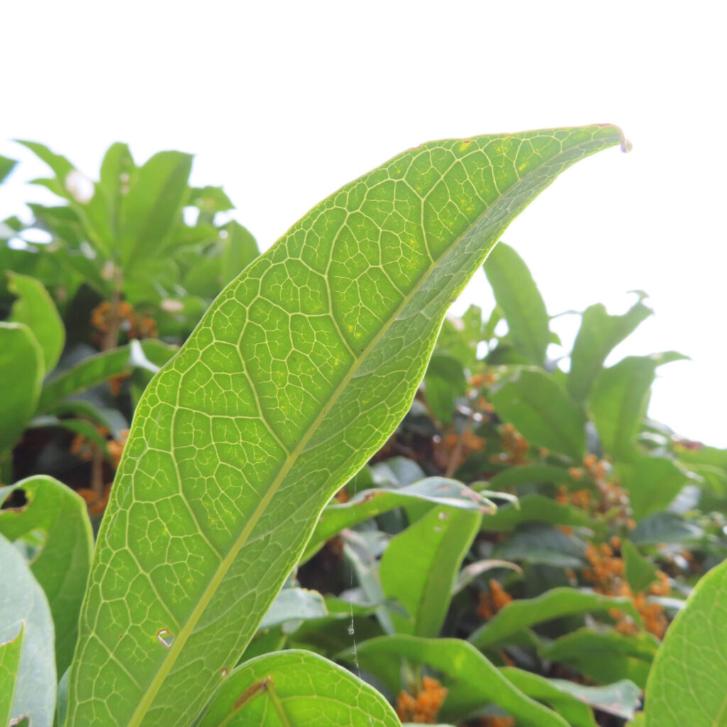 日本の秋にキンモクセイの大きな緑の葉を逆光で透かして撮影した写真