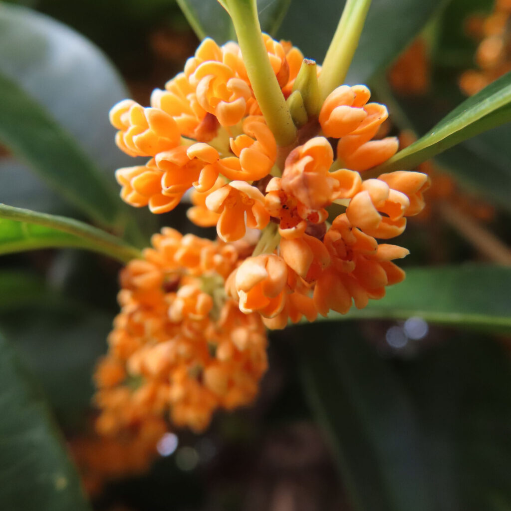 日本の秋にキンモクセイの橙色の小さな花房が密集して咲いている接写写真