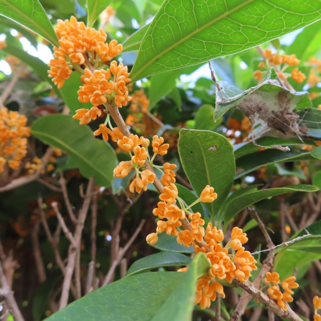 日本の秋にキンモクセイの橙色の小花が枝に連なって咲いている接写写真