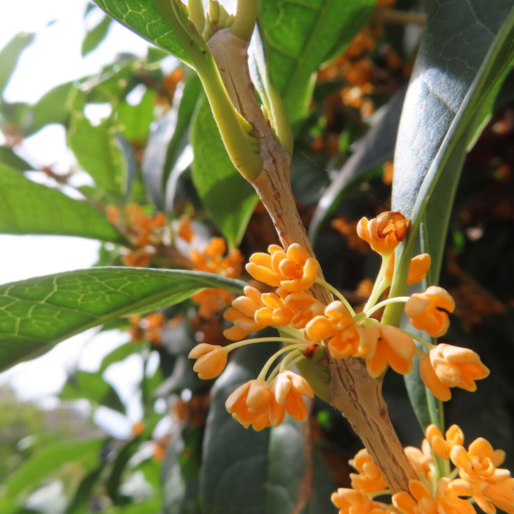 日本の秋にキンモクセイの橙色の小花が枝と葉の間に咲いている接写写真