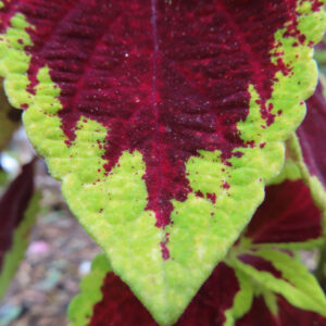 コリウスの赤と緑のバイカラー葉を接写した写真｜園芸植物・観葉植物・カラーリーフ