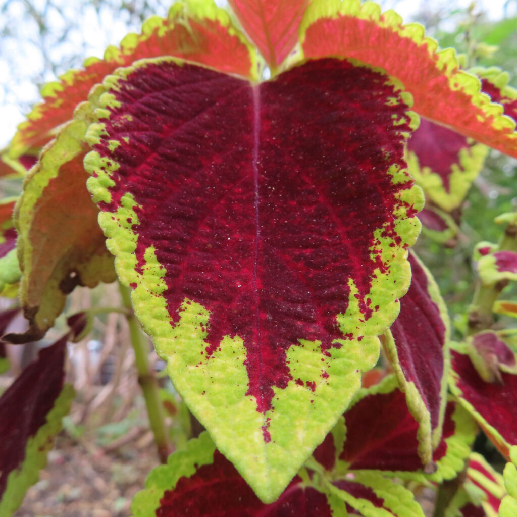 コリウスの無料（フリー）写真