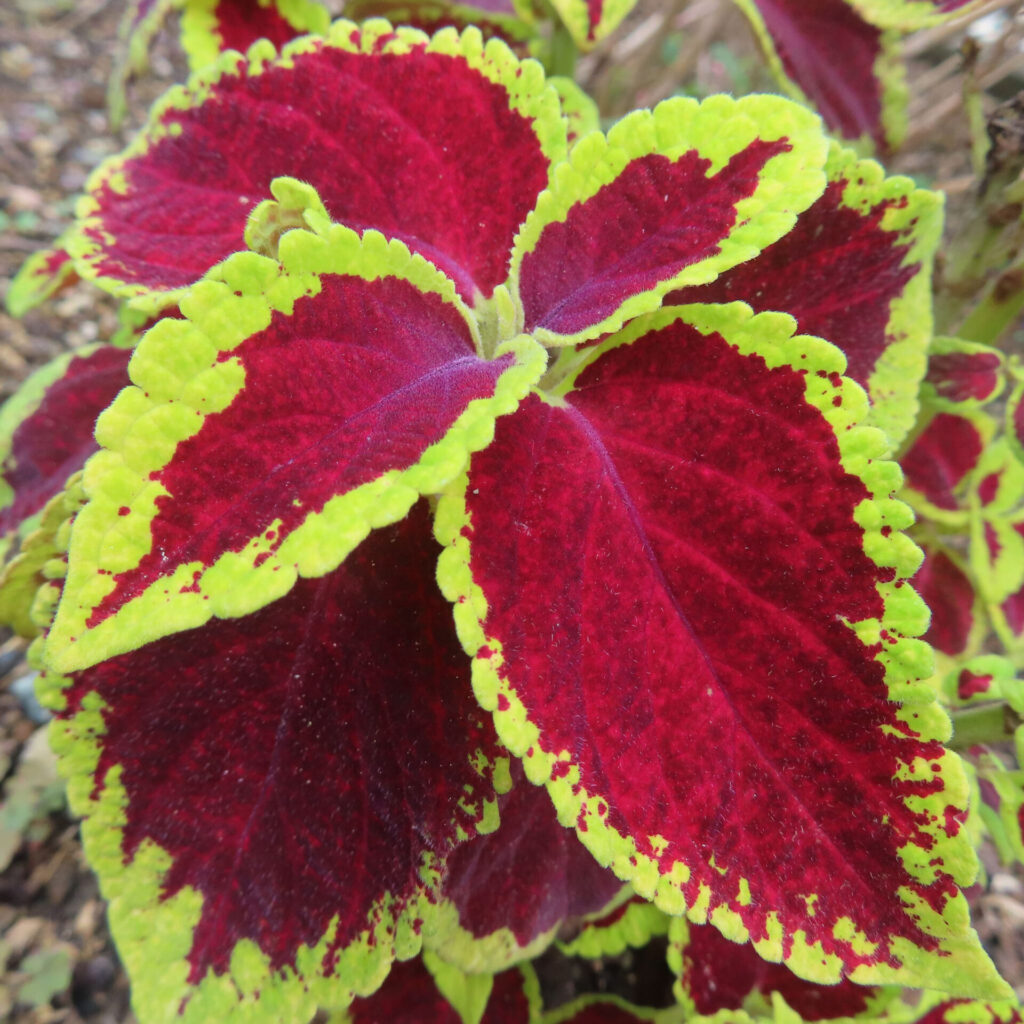 コリウスの無料（フリー）写真