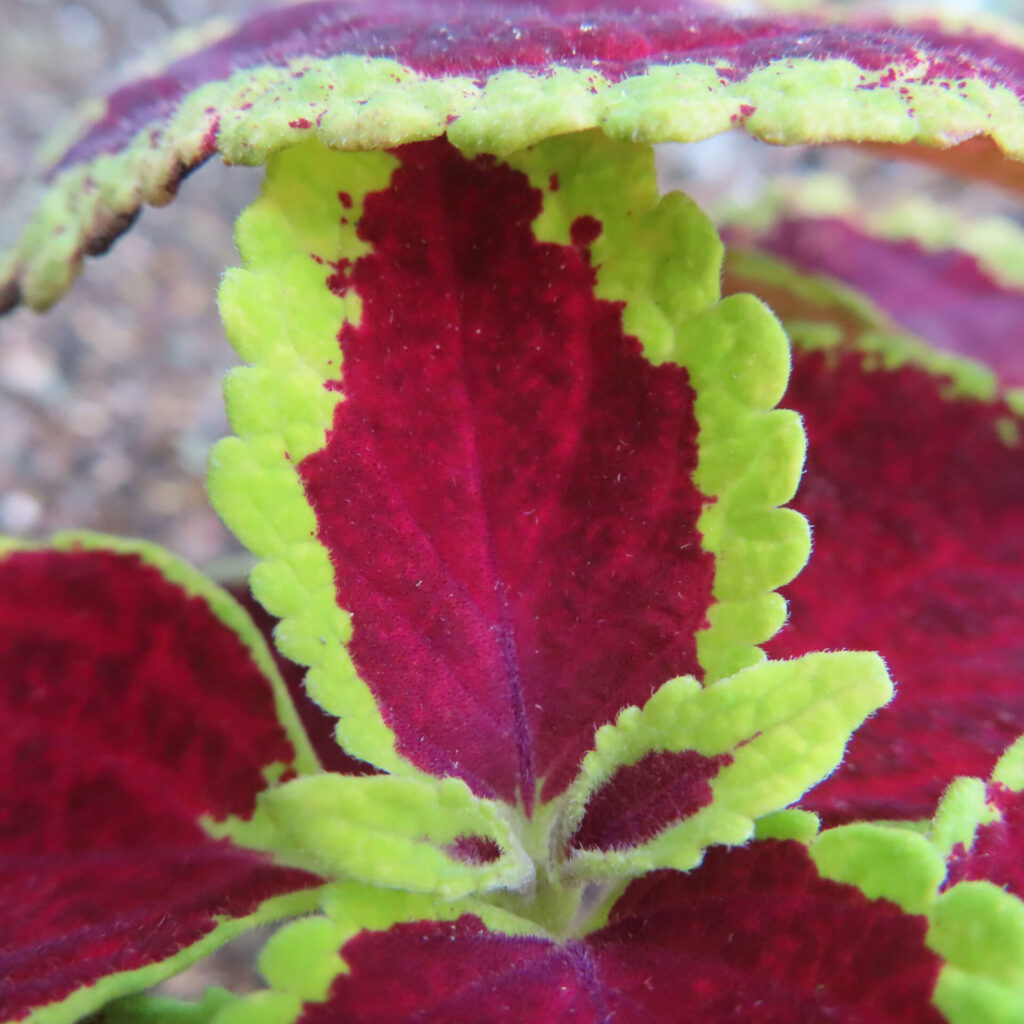 コリウスの無料（フリー）写真