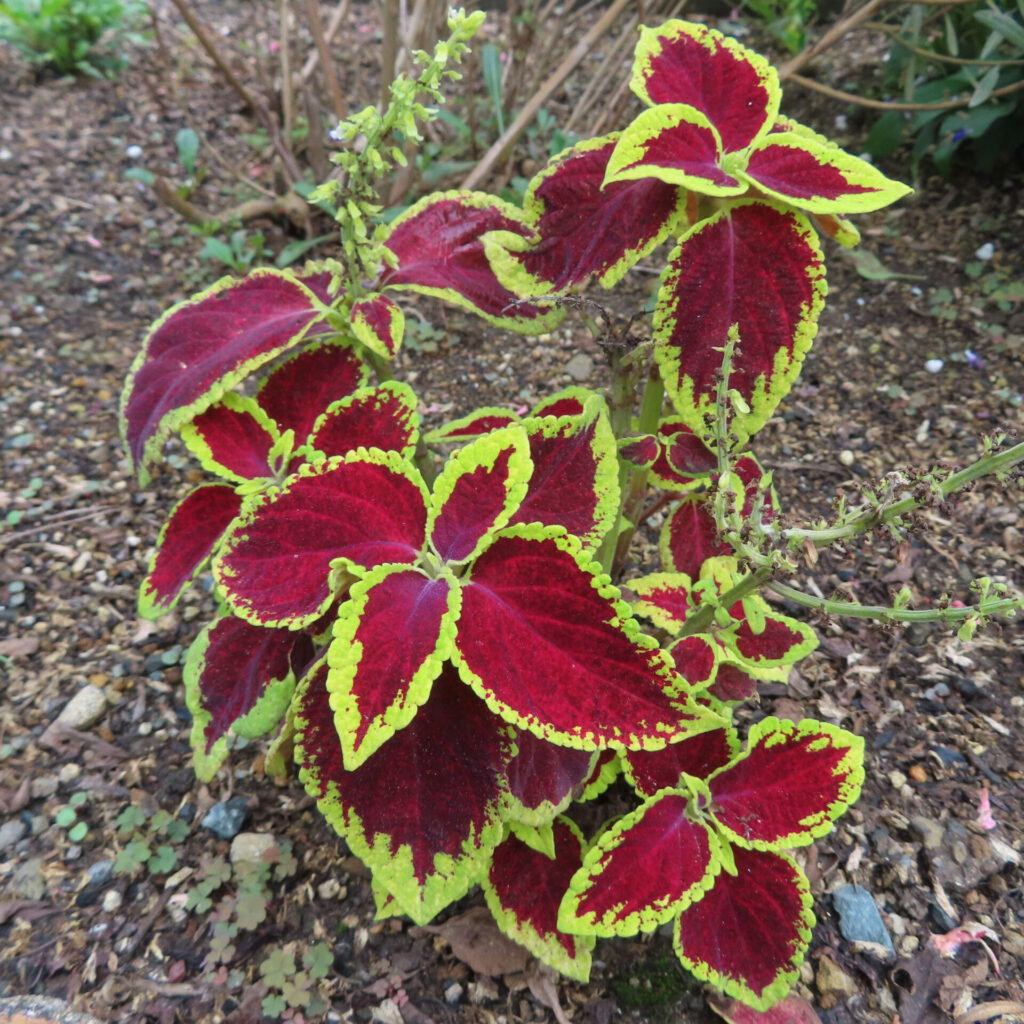 コリウスの無料（フリー）写真