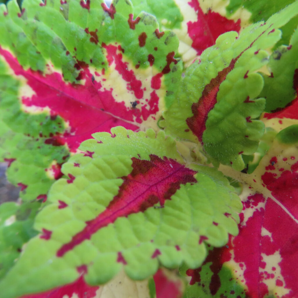 コリウスの無料（フリー）写真