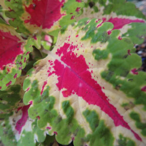色鮮やかなコリウスの葉の接写｜緑・赤・クリーム色の斑入り模様が美しい観葉植物