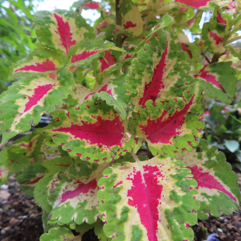 コリウスの無料（フリー）写真